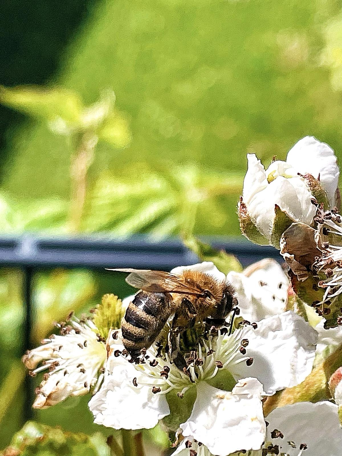 Biene auf einer Blüte