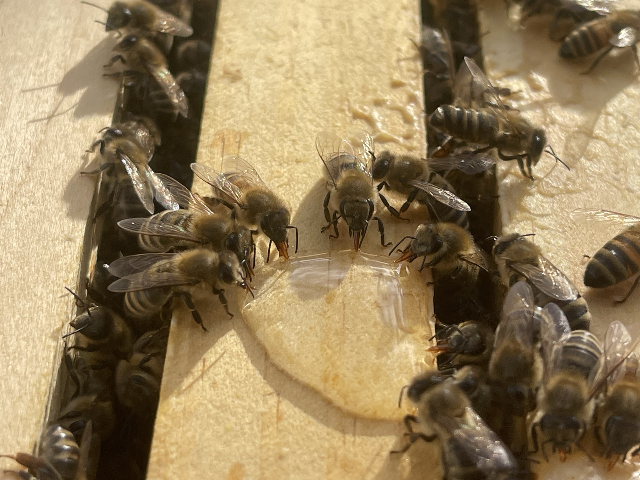 Bienen beim Aufnehmen von Bienenfutter