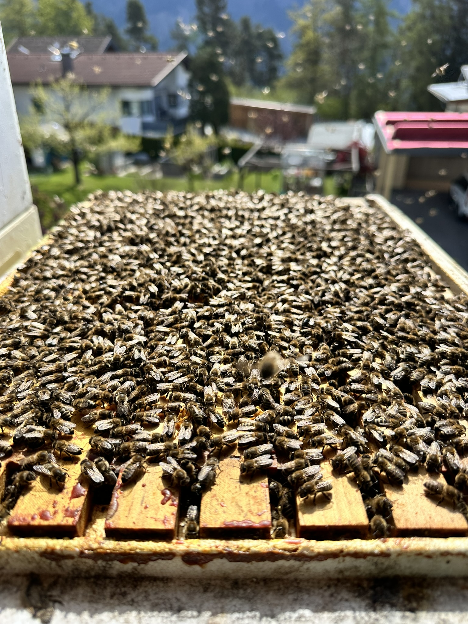 Blick über ein offenes volles Bienenvolk
