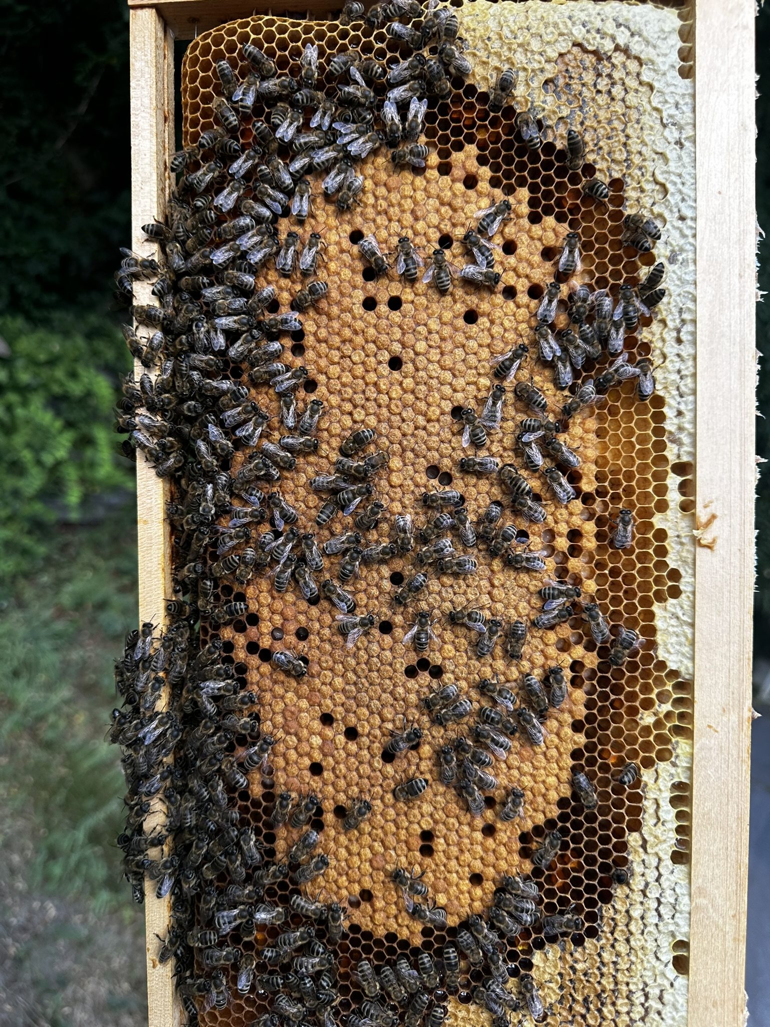 Brutwabe mit Futterkranz und Pollenreserve