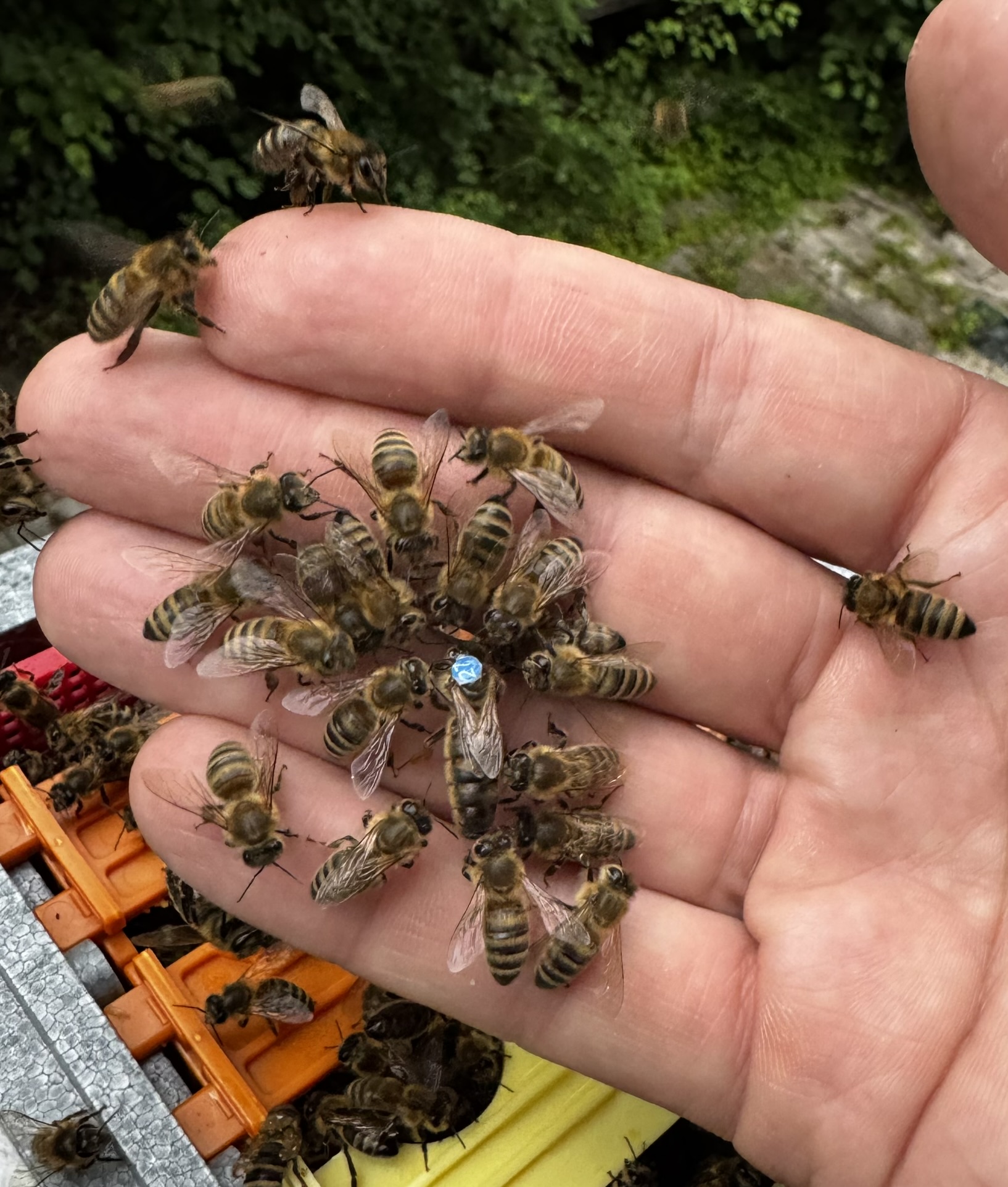 Königin mit Hofstaat in meiner Hand