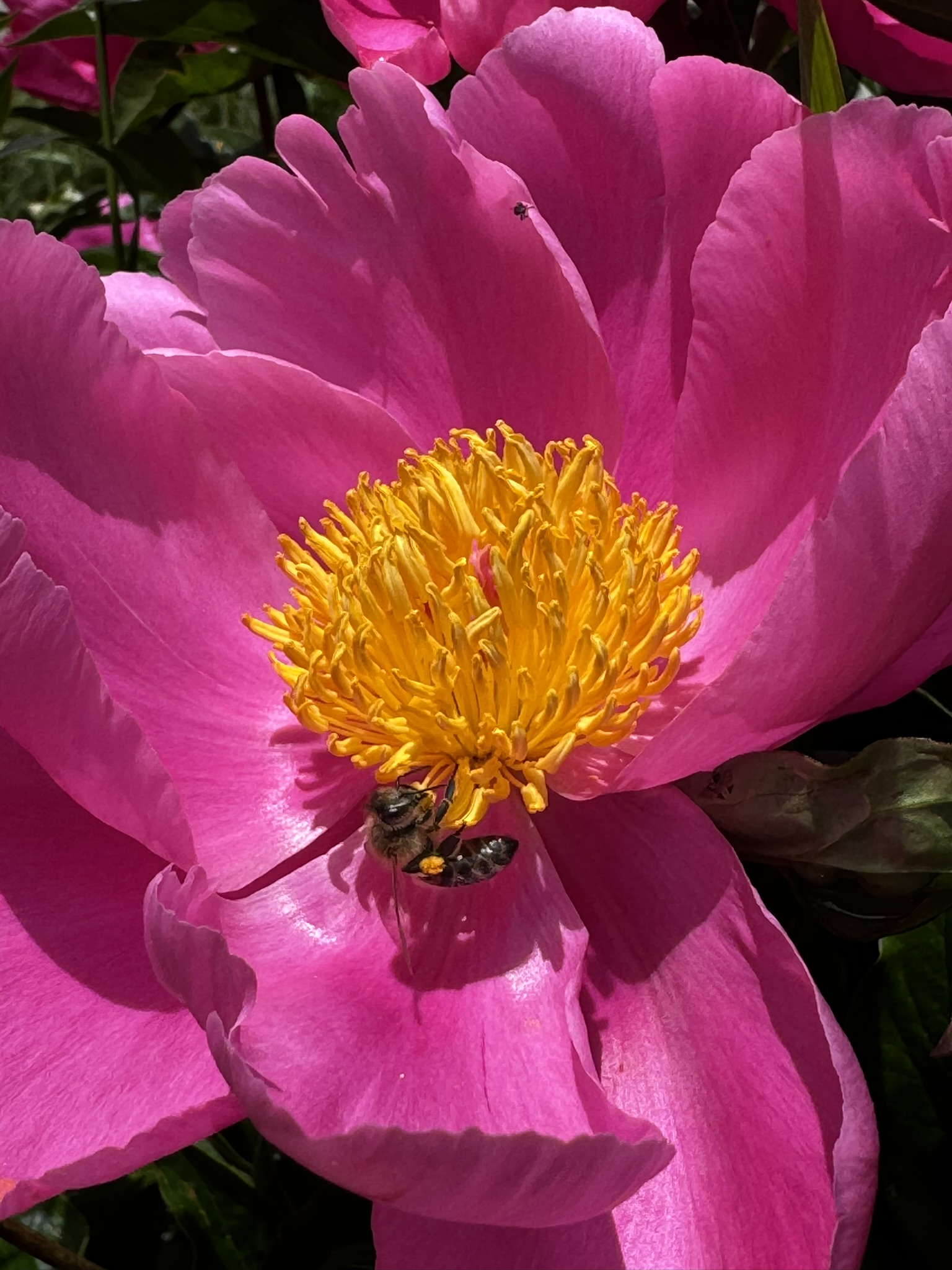 Pollensammlerin auf einer Pfingsrose