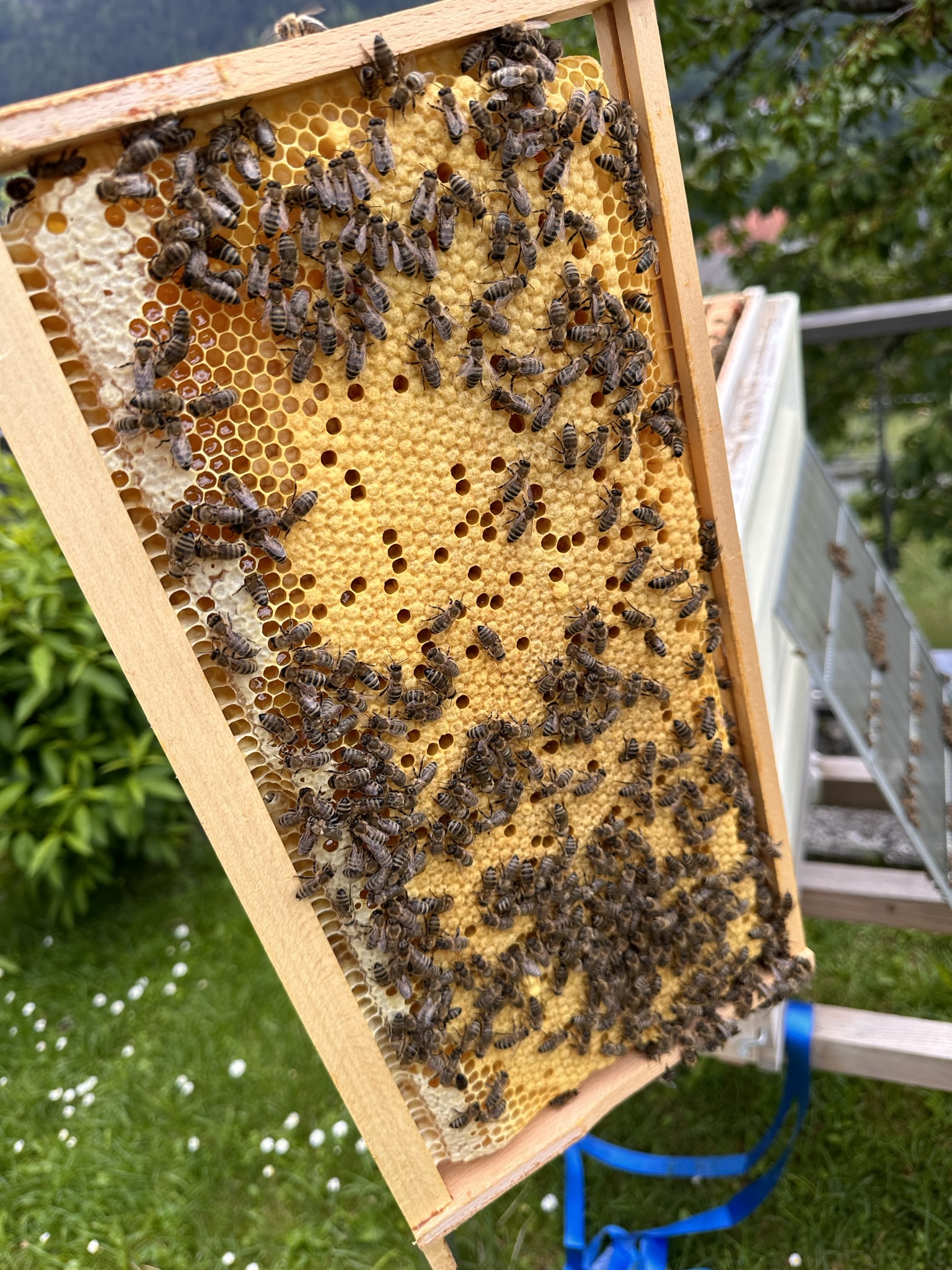 helle verdeckelte Brutwabe mit Futterkranz