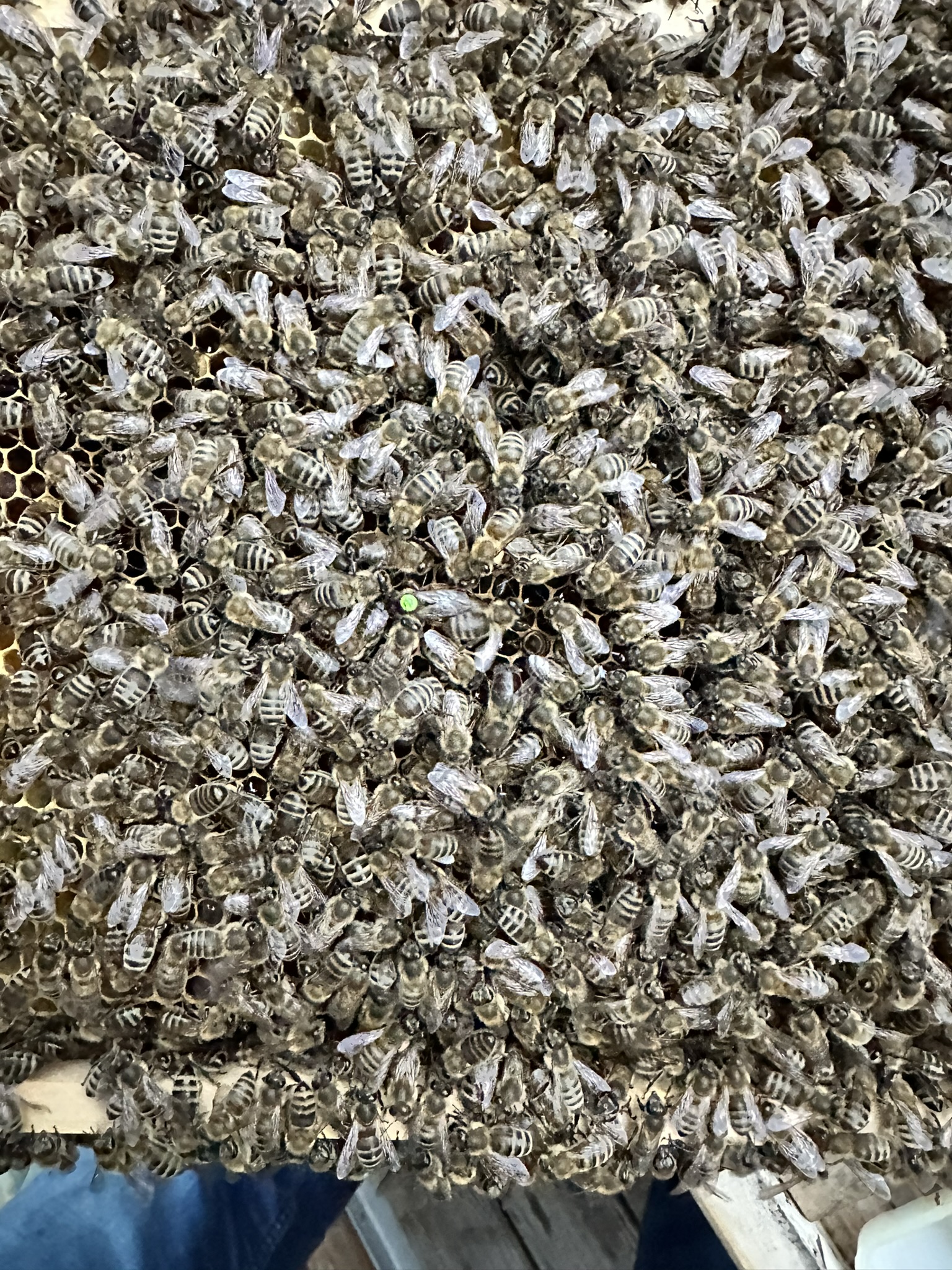 mit Bienen und Königin besetzte Brutwabe
