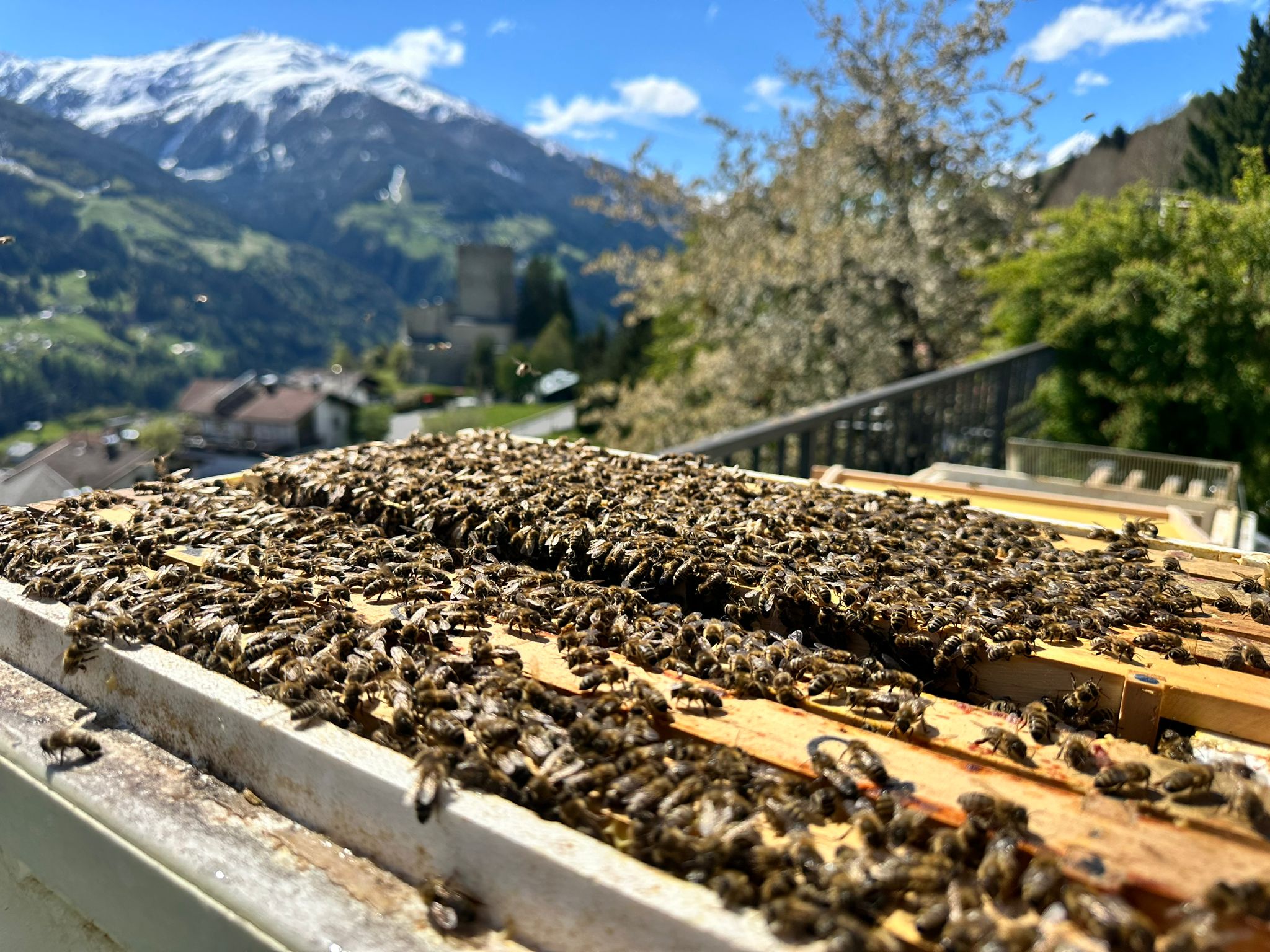 offenes Bienenvolk mit Schloss Biedenegg im Hintergrund
